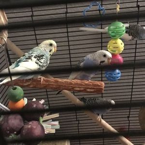 Meet your Posher, William